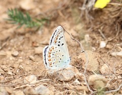 Polyommatus escheri