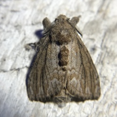 Dasychira atrivenosa