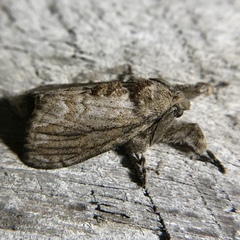 Dasychira atrivenosa