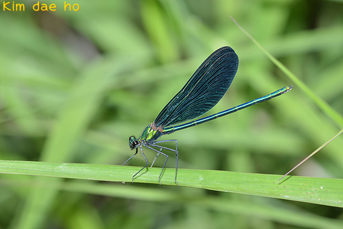 Calopteryx japonica