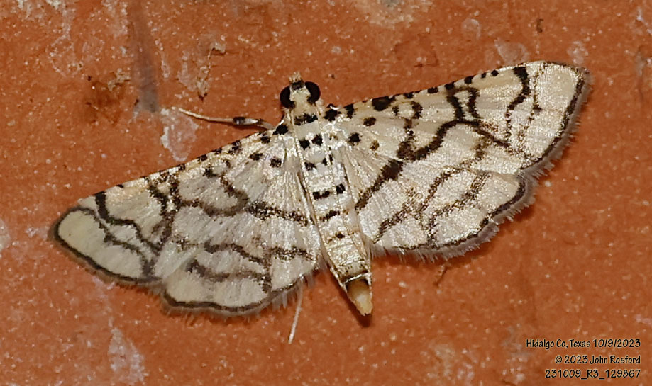 Hileithia rehamalis
