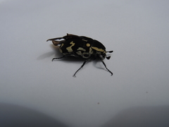 Amithao marginicollis