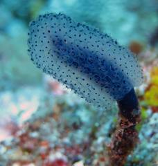 Eudistoma caeruleum