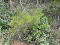 Erica quadrifida