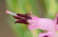 Erica quadrifida