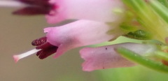 Erica quadrifida