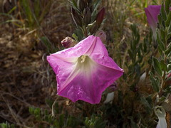 Ipomoea lenis