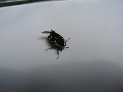 Amithao marginicollis