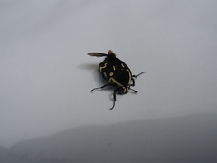 Amithao marginicollis