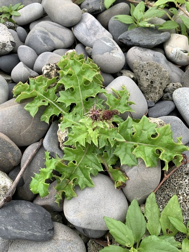 Cirsium spinosum iNat (2)