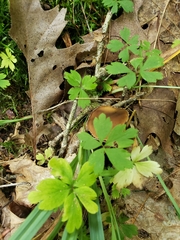 Anemonoides quinquefolia