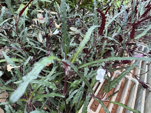 Strobilanthes sinuata | Plant Guide | ePlant