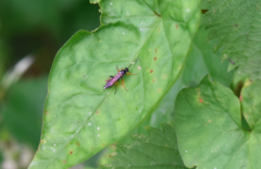 Exephanes ischioxanthus