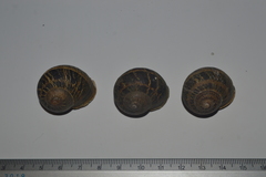 Cornu aspersum