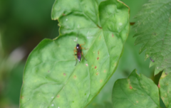 Exephanes ischioxanthus