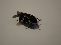 Amithao marginicollis