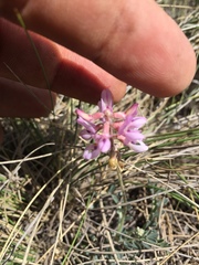 Astragalus hypoleucus