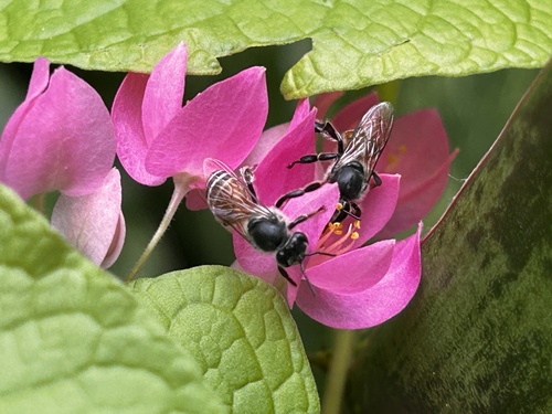 Red Dwarf Honey Bee photo 5