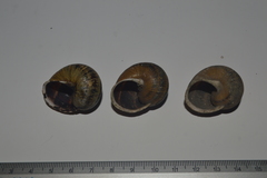 Cornu aspersum