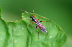 Exephanes ischioxanthus