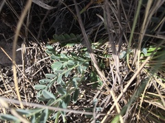 Astragalus hypoleucus