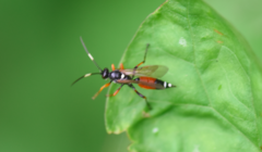 Exephanes ischioxanthus