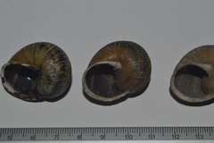 Cornu aspersum