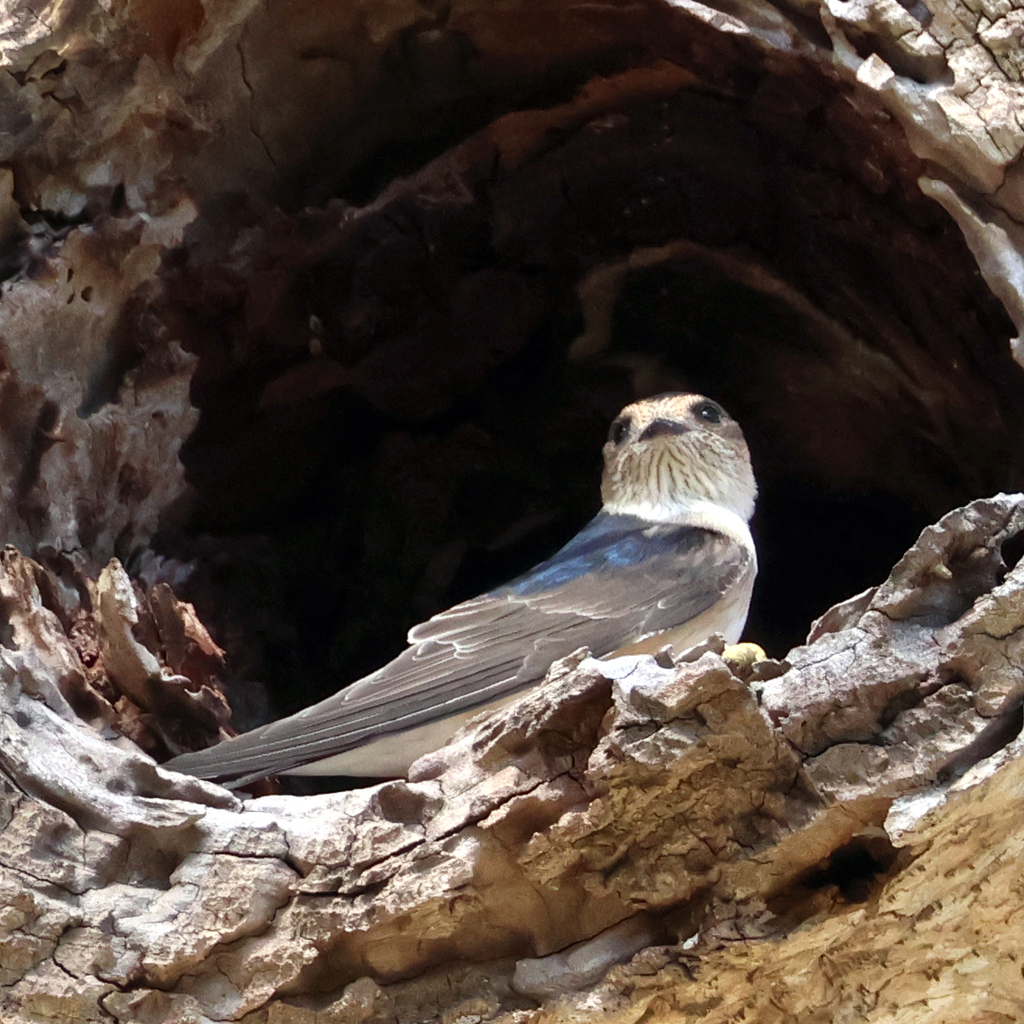 Tree Martin Rump White Tree Martin from Flinders Ranges SA 5434, Australia on September 5 ...