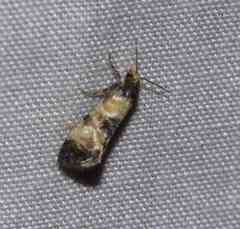 Neocochylis dubitana