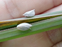 Mimophantia maritima