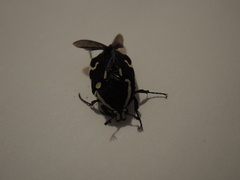 Amithao marginicollis