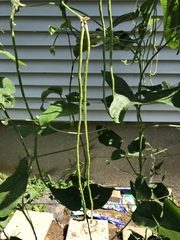 Vigna unguiculata sesquipedalis