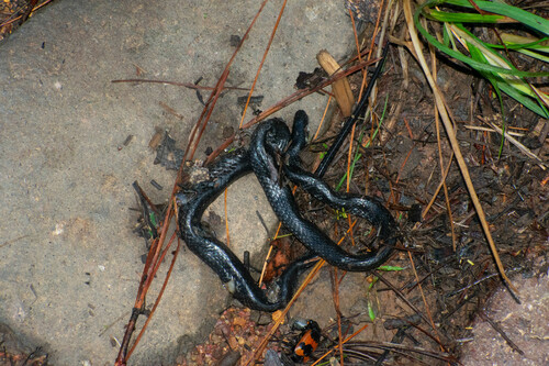 Mexican Plateau Earth Snake