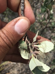 Cercocarpus fothergilloides