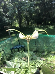 Vigna unguiculata sesquipedalis