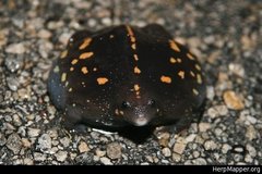 Rhinophrynus dorsalis