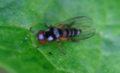 Callomyia speciosa