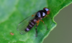 Callomyia speciosa