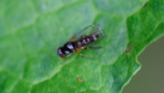 Callomyia speciosa