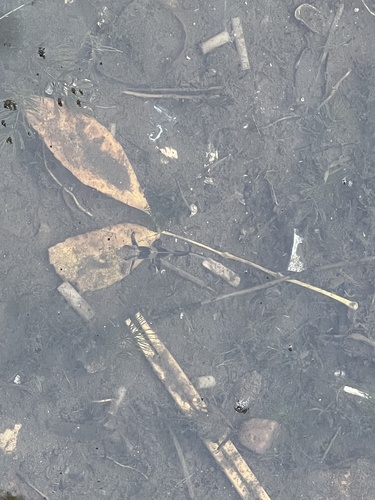 Chinese sucker (Myxocyprinus asiaticus) — Catostomidae