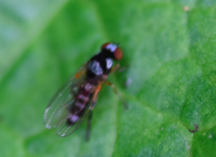 Callomyia speciosa