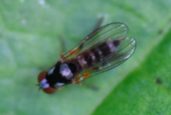 Callomyia speciosa