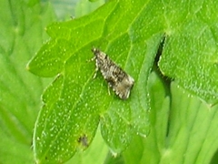 Syricoris lacunana