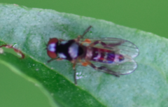 Callomyia speciosa