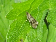 Syricoris lacunana