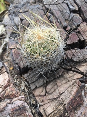 Echinofossulocactus lloydii