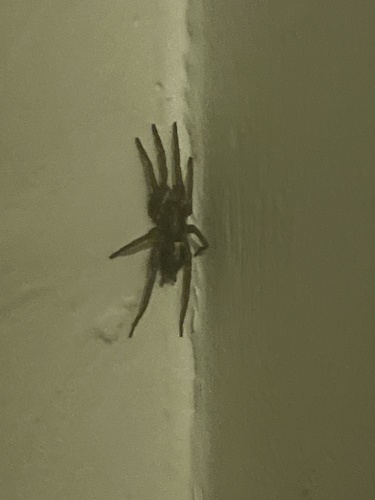 iNaturalist observation photo of Western Parson Spider