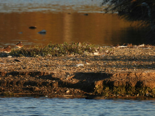 iNaturalist observation photo of Least Sandpiper