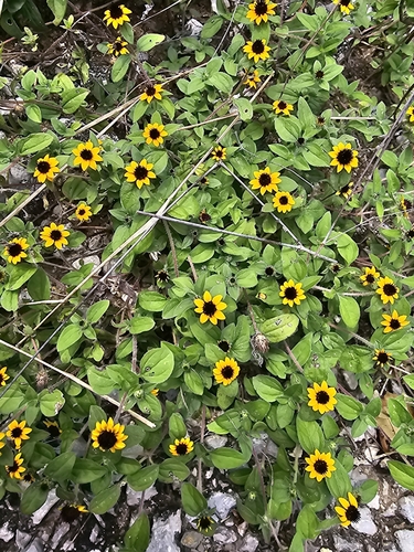 Image of Sanvitalia procumbens by (c) Liliana Ramírez-Freire, some rights reserved (CC BY)