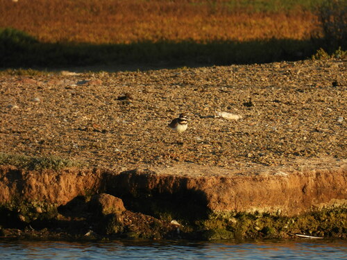 iNaturalist observation photo of Killdeer